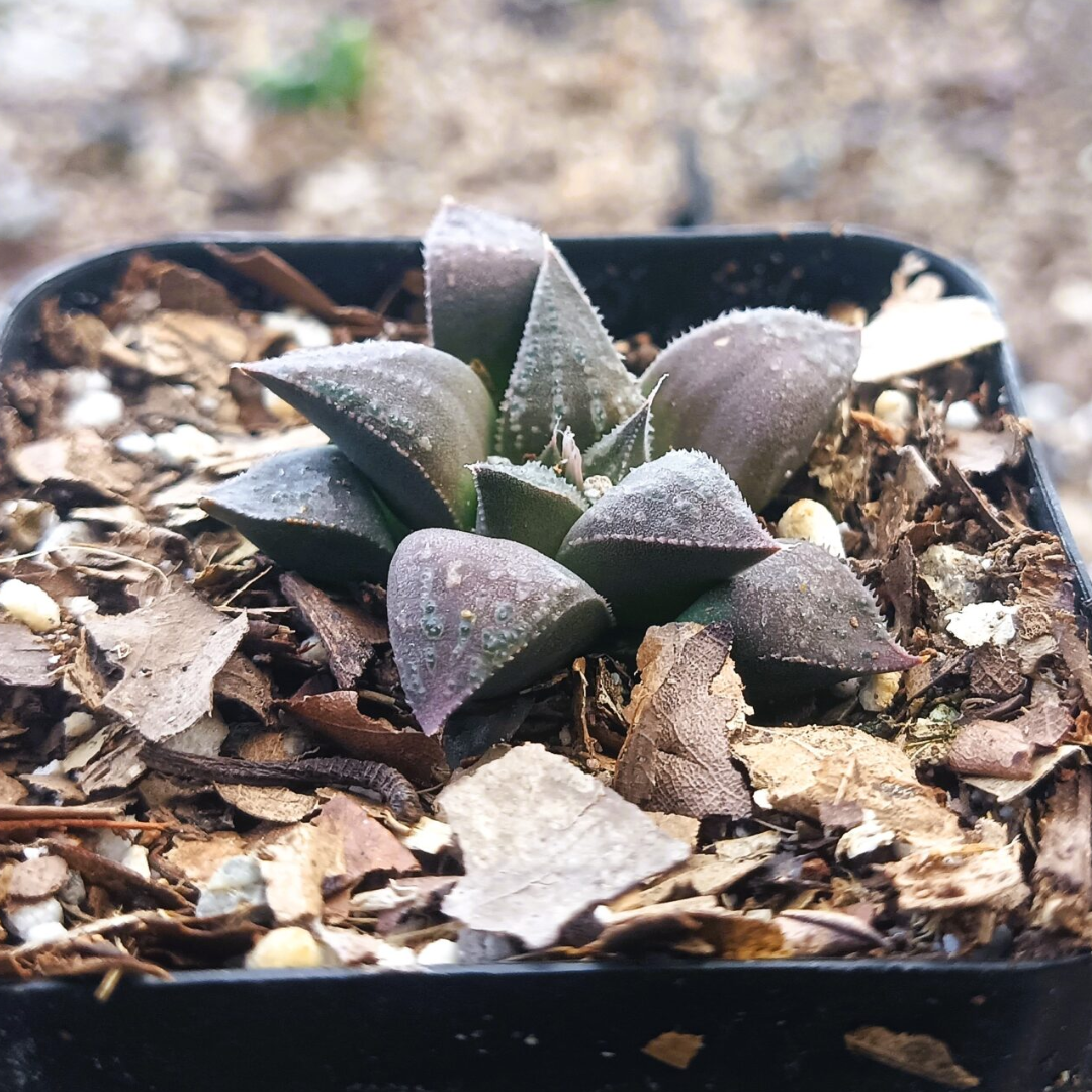 Haworthia Black Lady Hybrid (Bare Rooted)