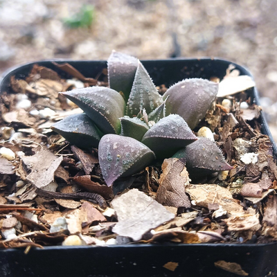 Haworthia Black Lady Hybrid (Bare Rooted)