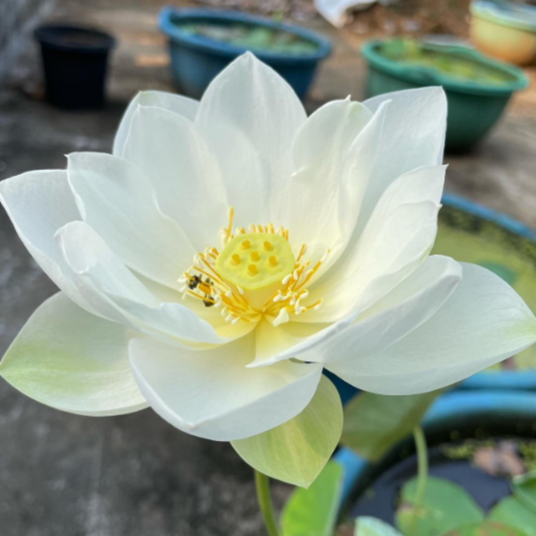White Puff Lotus Tuber