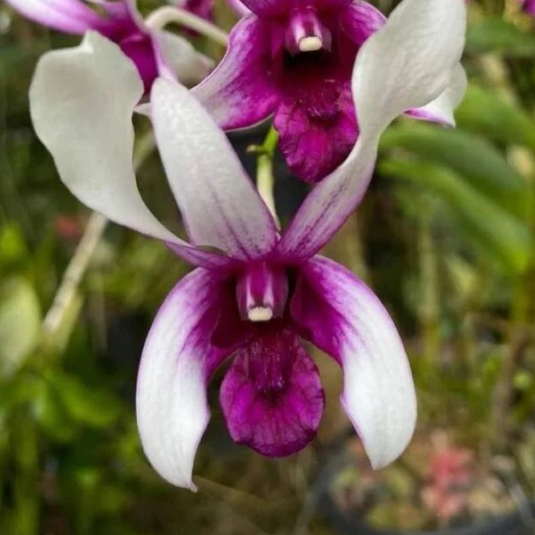Dendrobium Karok White (Blooming Size)