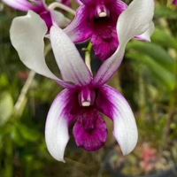 Dendrobium Karok White (Blooming Size)