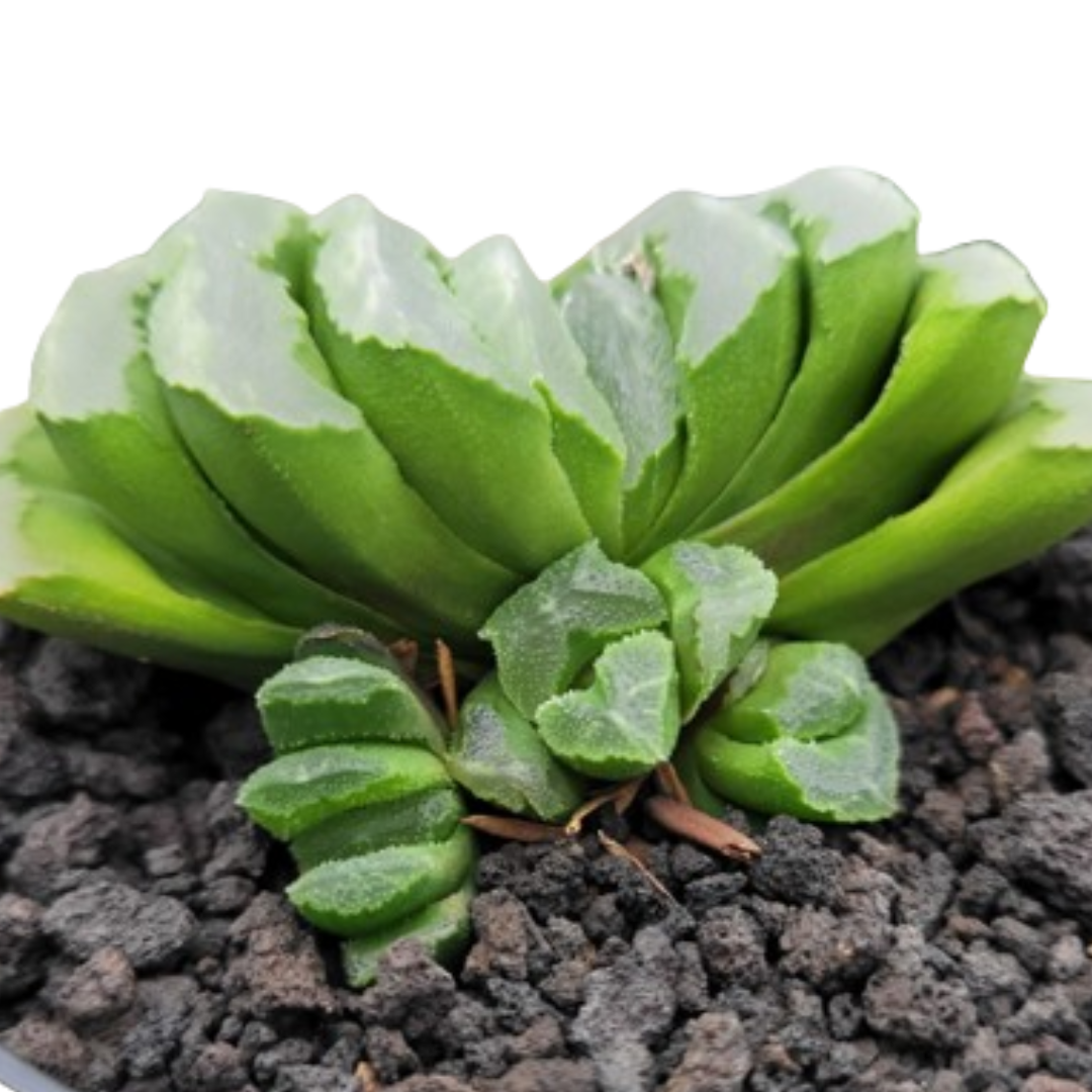 Haworthia Truncata Hybrid 002 (Bare Rooted)