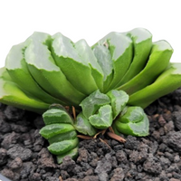 Haworthia Truncata Hybrid 002 (Bare Rooted)