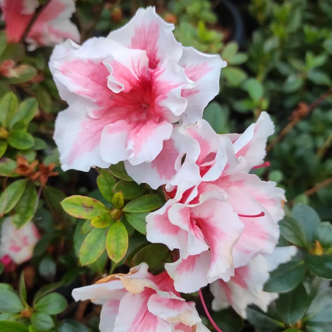 Azalea California Doll Variegated Plant