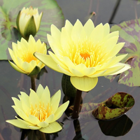 Substoon Tropical Waterlily
