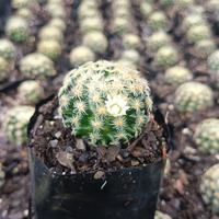 Mammillaria Roemeri Cactus (Bare Rooted)