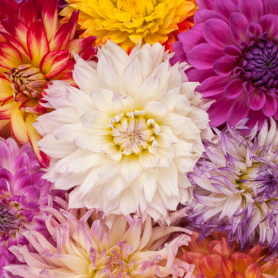 Dahlia Lily Bulbs (Mix Colours)