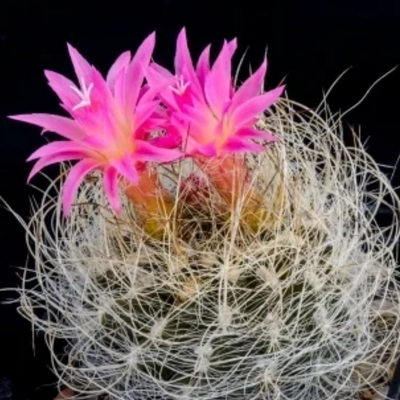 Neoporteria Senilis Cactus (Bare Rooted)