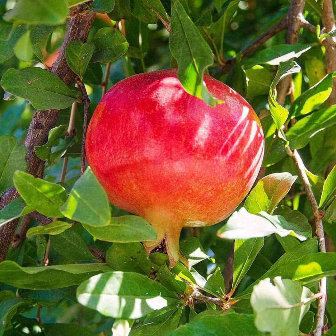 Sinduri Anar Grafted Tree – Sweet Red Pomegranate Variety – Plant Store®
