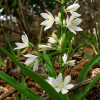 Safed Musli Bulbs