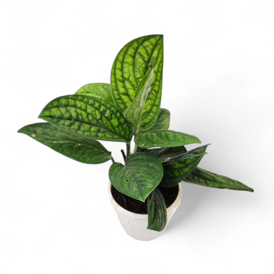 Monstera Peru Green