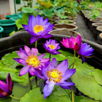 Atrans x Gigantea Tropical Waterlily