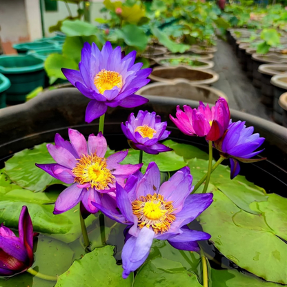 Atrans x Gigantea Tropical Waterlily