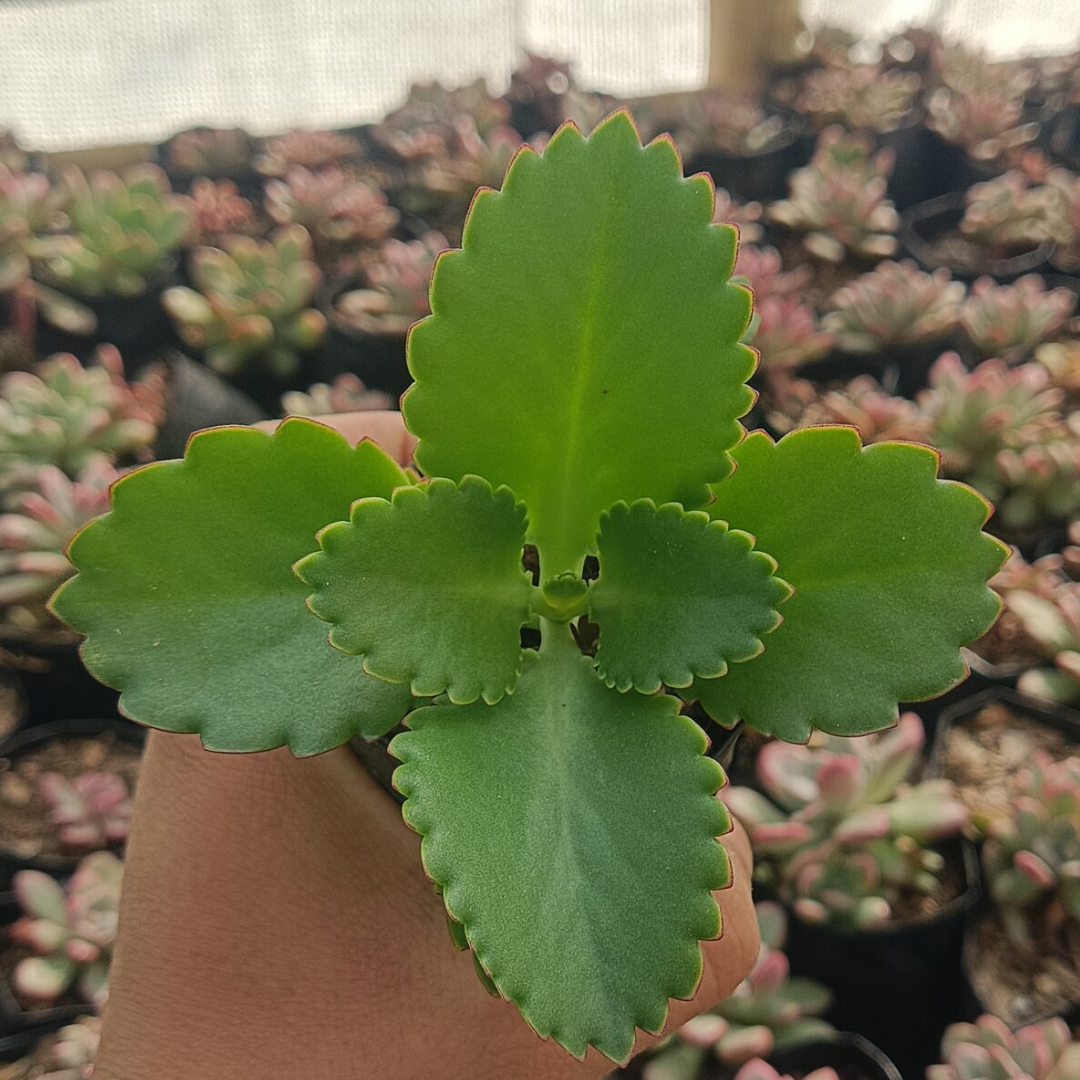 Mother of Thousands (Bare Rooted)