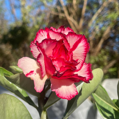 Adenium Rosy - Smoky Makeup Bare Rooted Plant (Grafted)