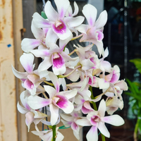 Dendrobium Chanel (Blooming Size)