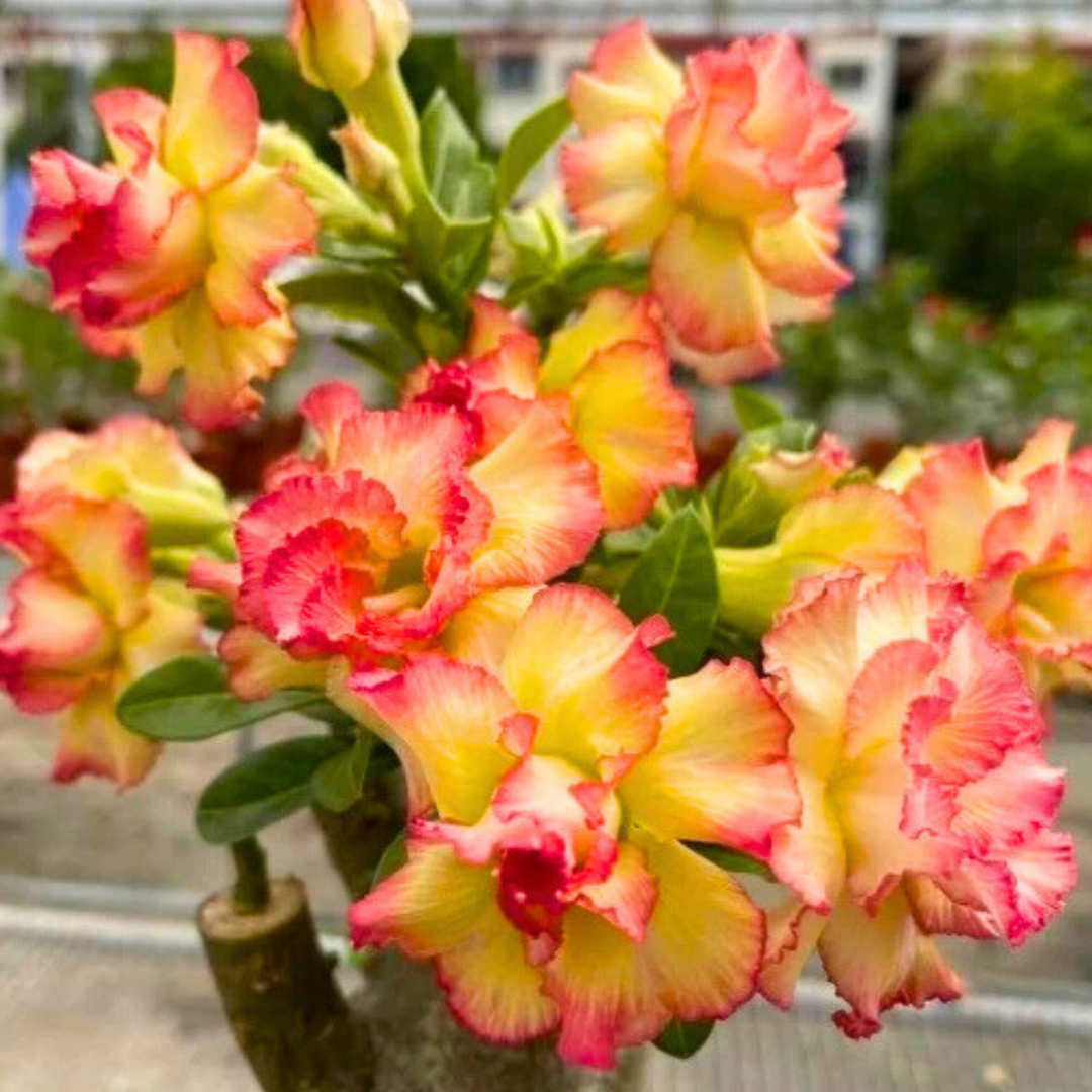Adenium Rosy - Morina Bare Rooted Plant (Grafted)