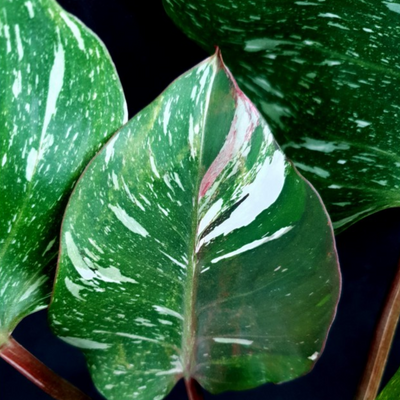 Philodendron White Knight Marble