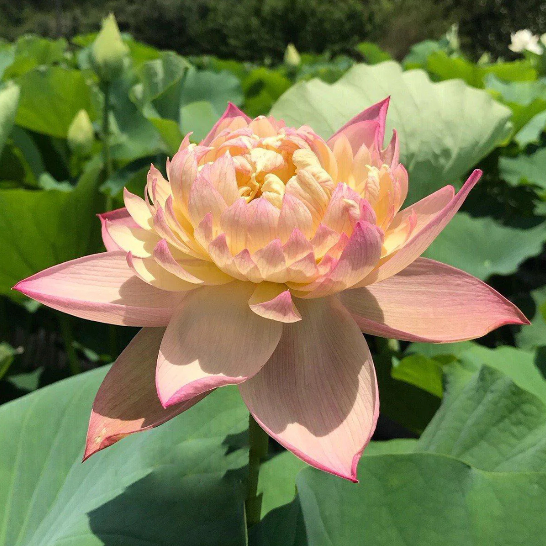 Jin Se Lotus Tuber