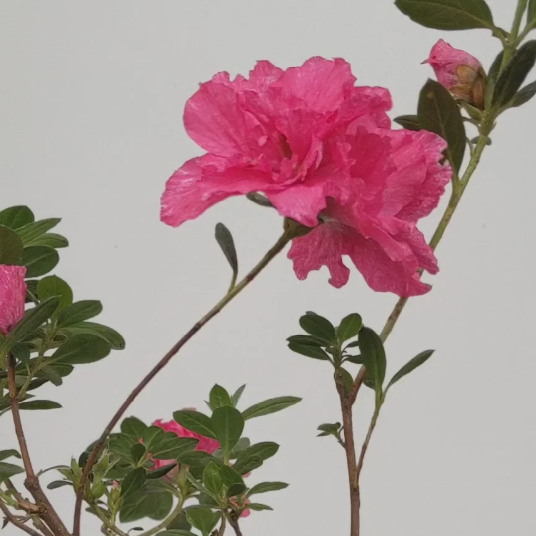 Azalea Belgian Pink (Double Flower) Plant