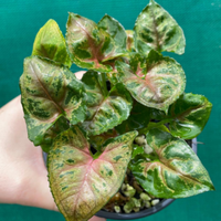 Syngonium Mini allusion