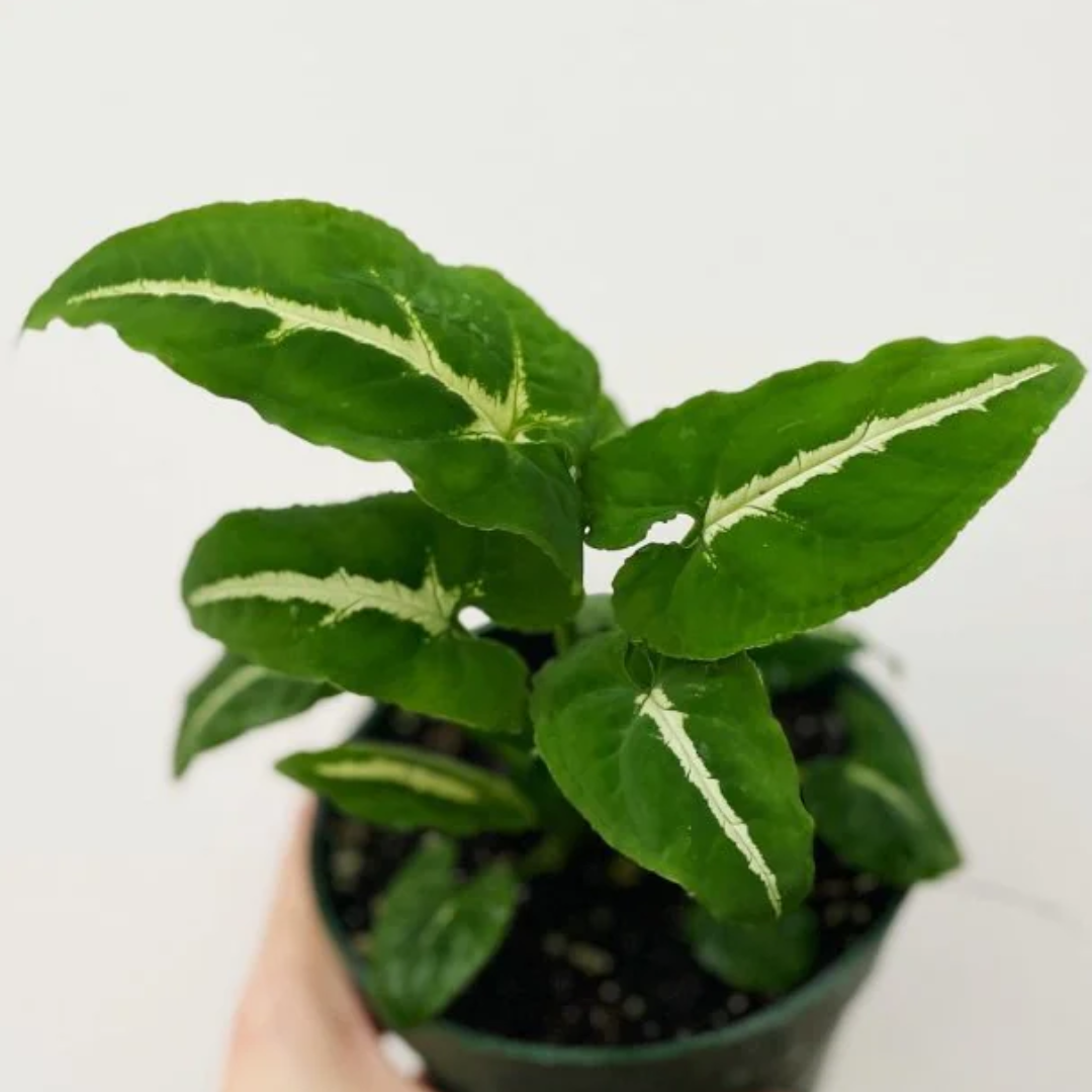 Syngonium Wendlandii