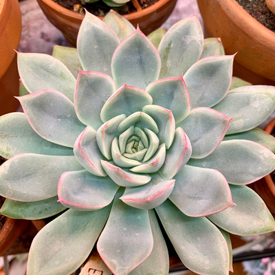 Echeveria Moon Fairy