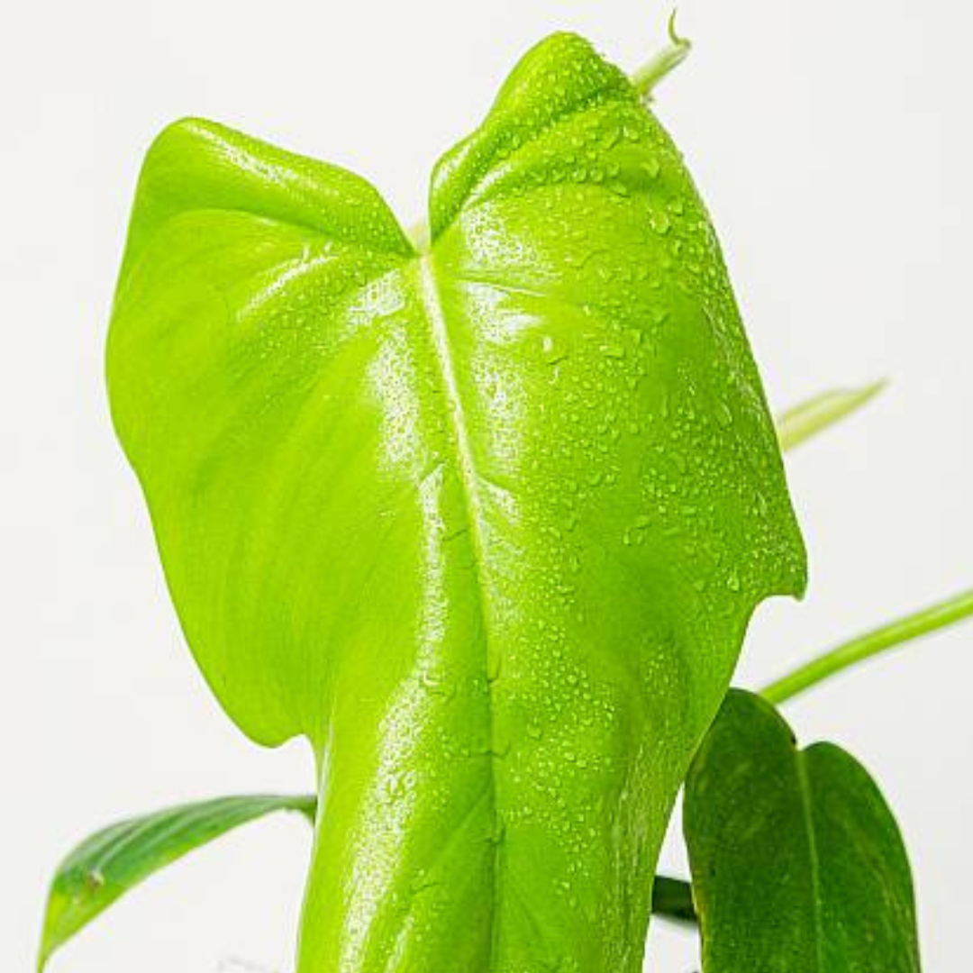 Philodendron Golden Violin