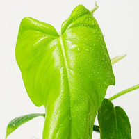 Philodendron Golden Violin