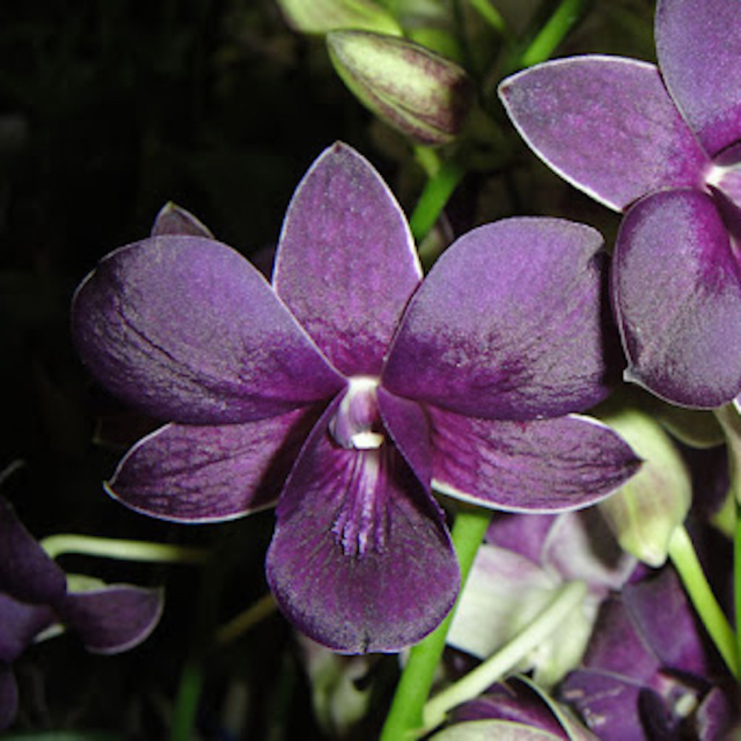 Dendrobium Blue (Blooming Size)