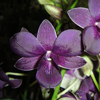 Dendrobium Blue (Blooming Size)