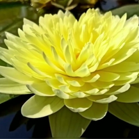 Poovadol Tropical Waterlily