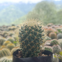 Mammillaria Pringlei Cactus (Bare Rooted)