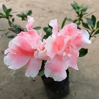 Azalea Light Pink Cock Flower Hybrid
