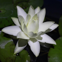 Prolifera Tropical Waterlily (Night Bloomer)