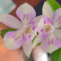 Cattleya Chantley Lace (Blooming Size)