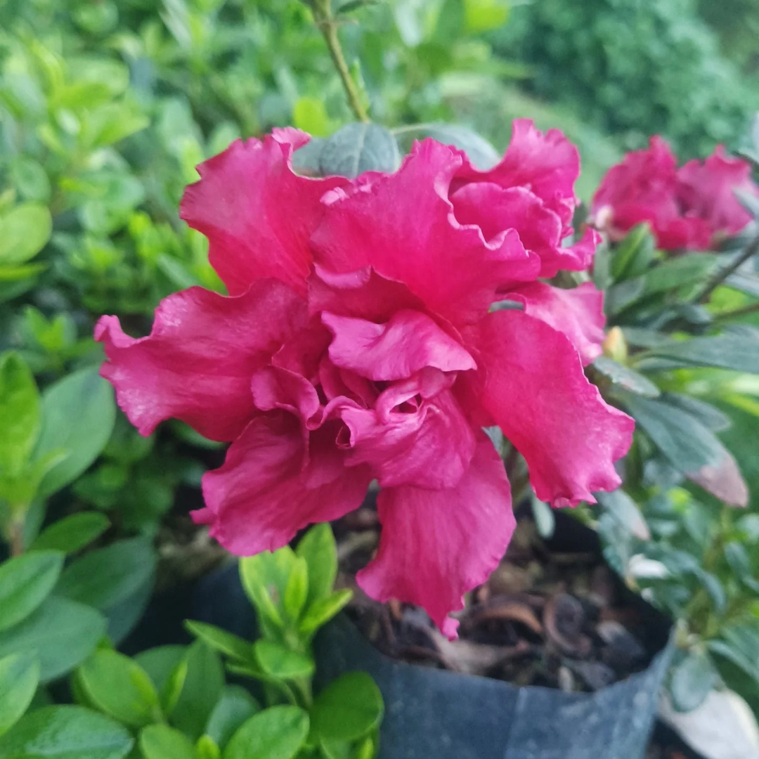 Azalea Baby Shanghai X Ruffles Plant