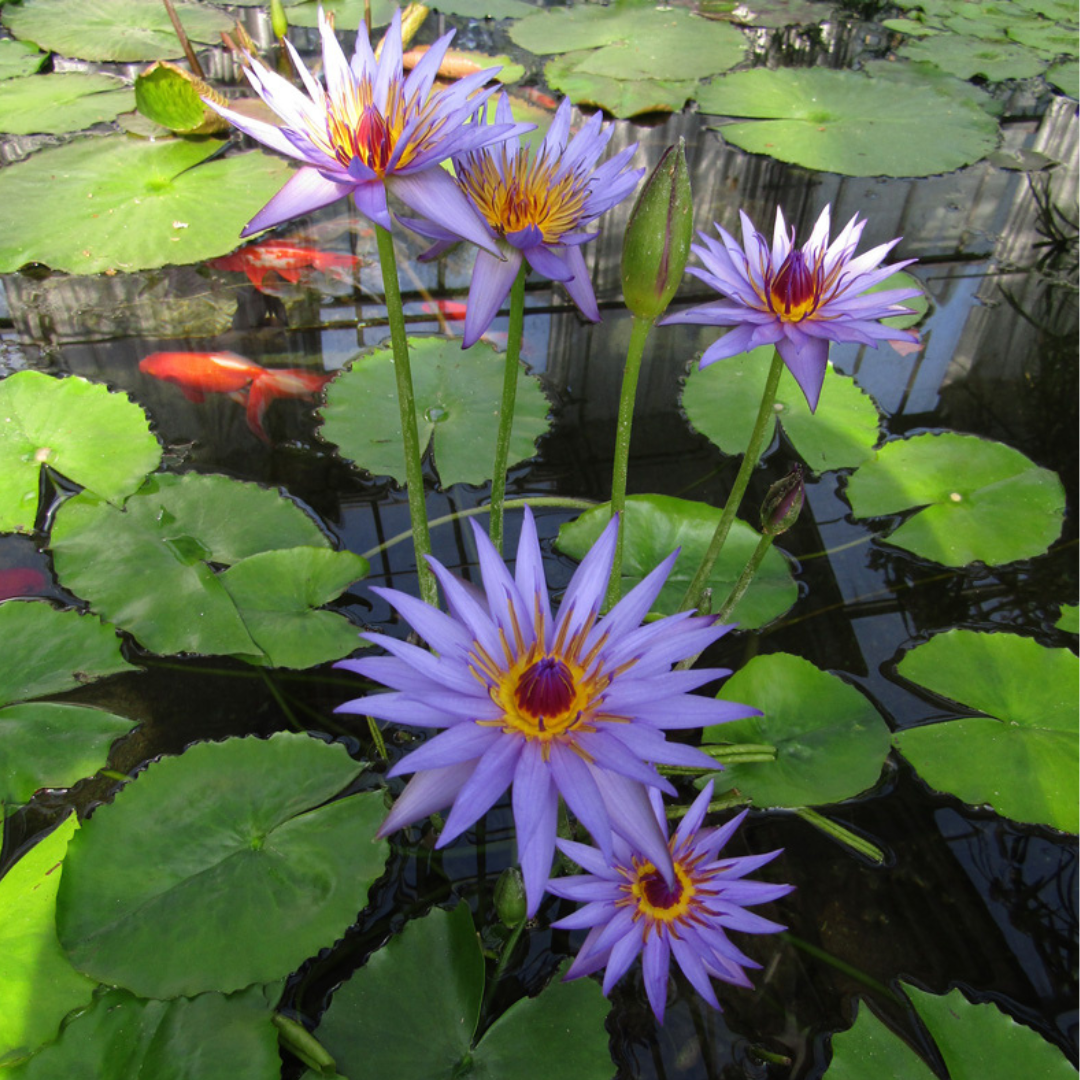Blue Capensis Tropical Waterlily