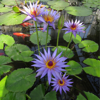 Blue Capensis Tropical Waterlily