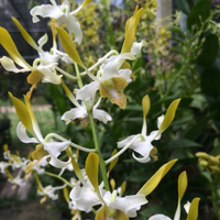 Dendrobium Chan Chao Yellow (Blooming Size)