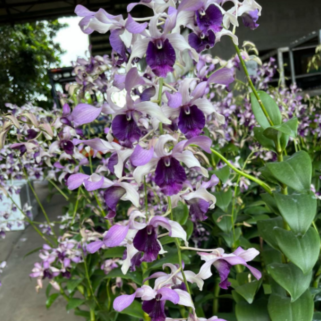 Dendrobium Serene Chang Blue  (Blooming Size)