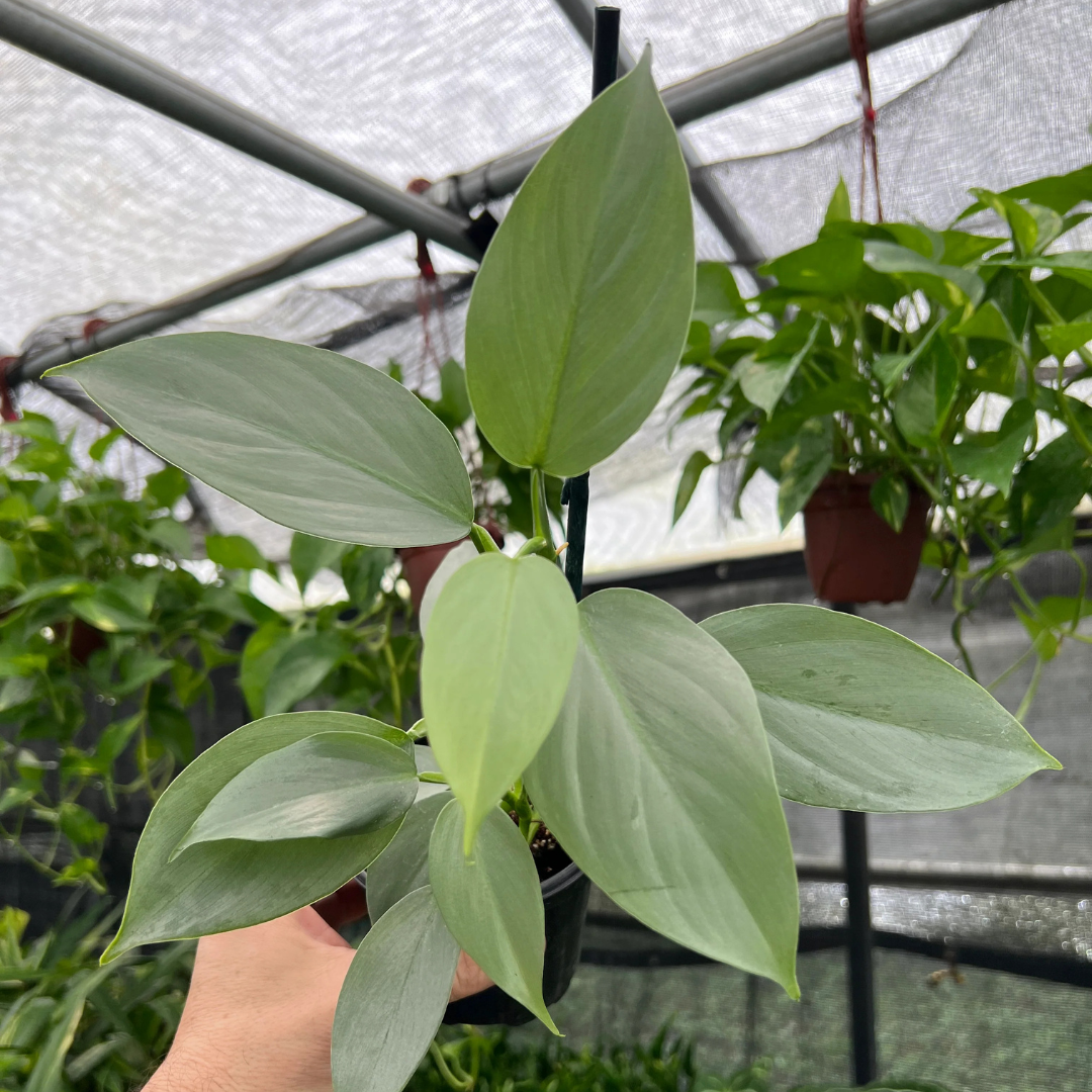 Philodendron Hastatum Silver