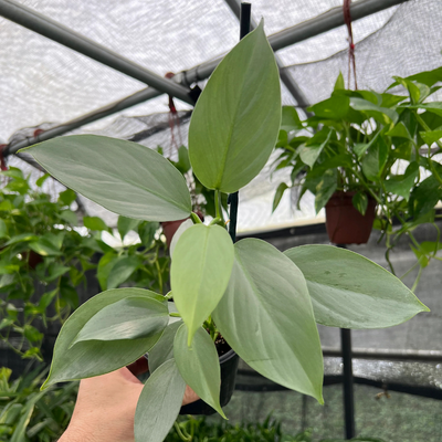 Philodendron Hastatum Silver