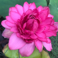 Namo Lotus Tuber