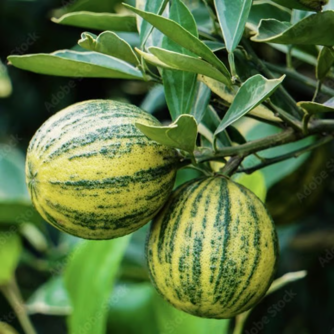 Variegated Malta Grafted Tree