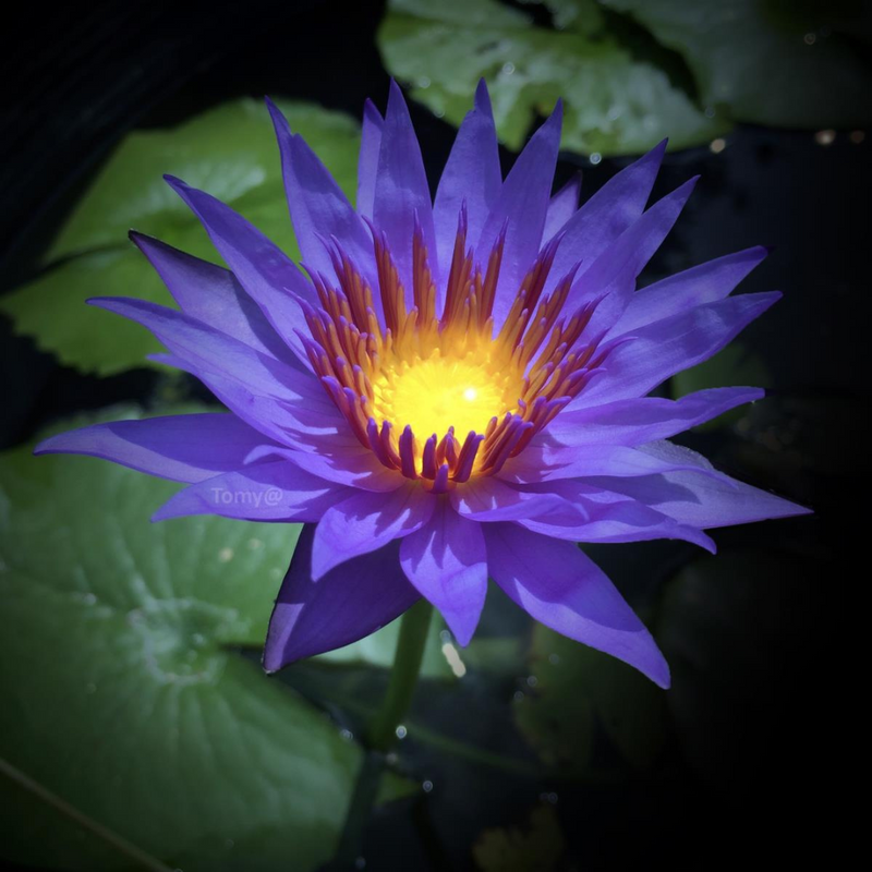 Rhondakey Tropical Waterlily