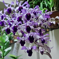 Dendrobium Serene Chang Blue  (Blooming Size)