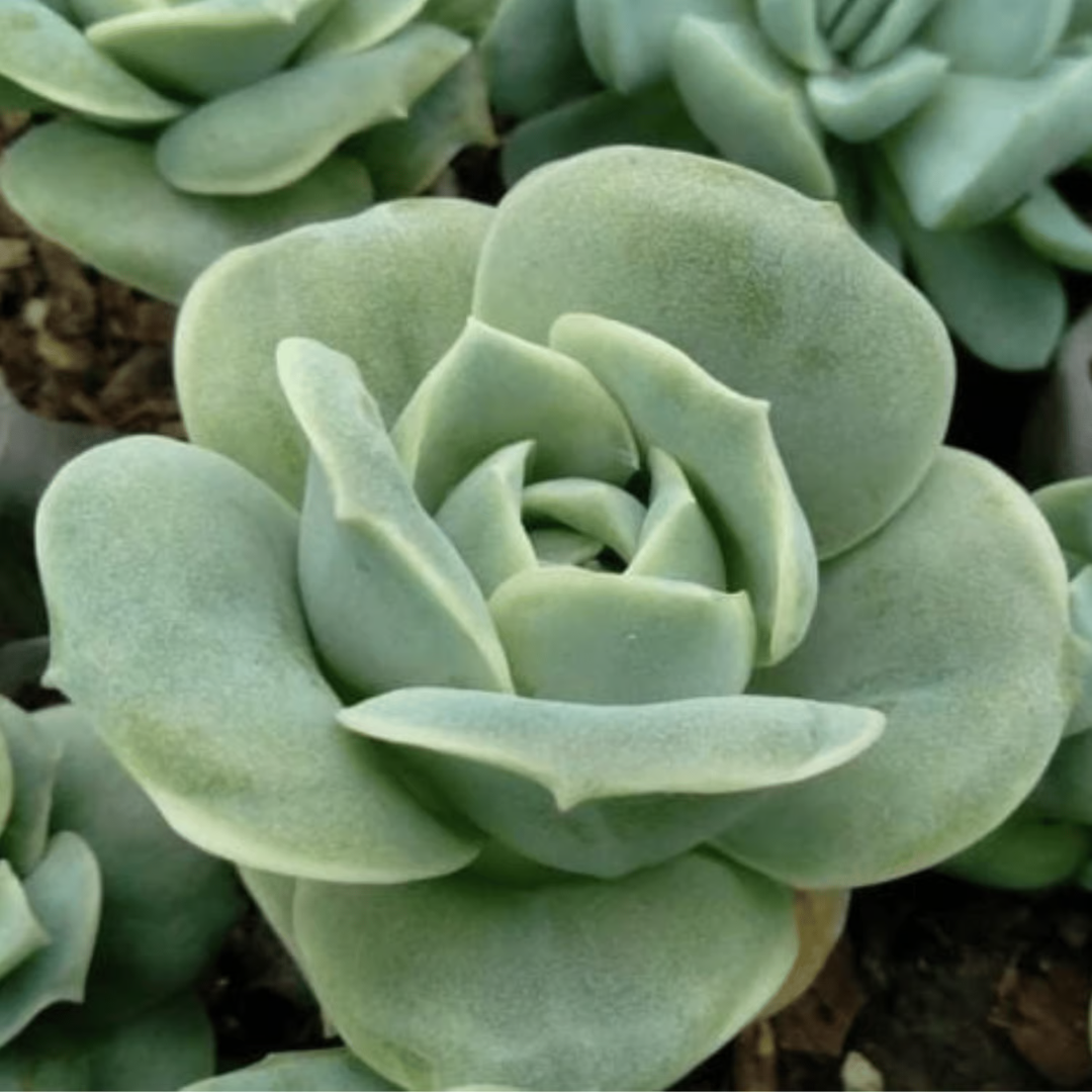 Echeveria Lovely Rose (Bare Rooted)