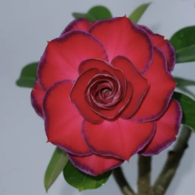 Adenium Rosy - Crimson Ruffle Bare Rooted Plant (Grafted)