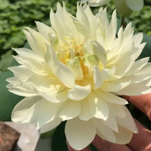 Emerald Mini bowl Lotus Tuber